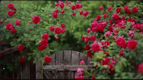 孟加拉性故事|励志故事|新情感故事|孟加拉浪漫性爱故事第 2 部分